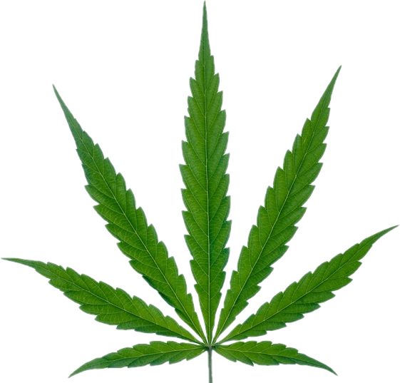 CBD and Hemp Products